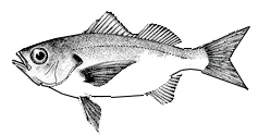 Brachydeuterus auritus_claves